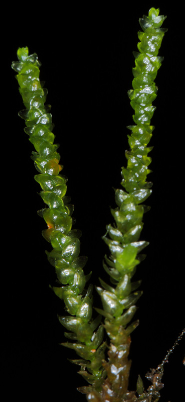 Rhynchostegium aquaticum